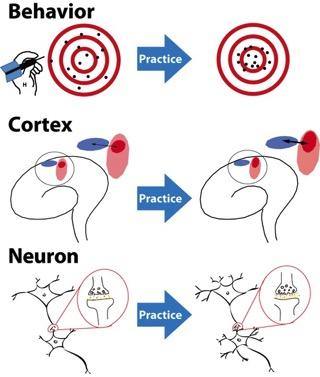 Brain Plasticity: "Use it or Lose it!"
