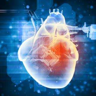 Digital illustration of a human heart with red center, representing heart health and disease.
