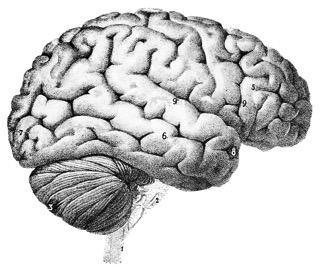Detailed black and white anatomical illustration of the human brain, side view