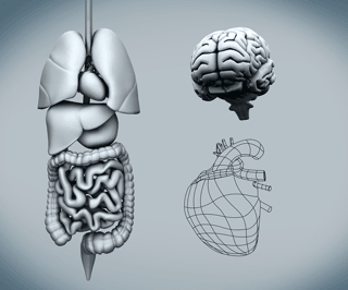 3D illustration of human digestive system, brain, and heart highlighting gut-brain-heart connection