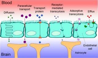 Perform this test to see if you have a leaky brain - SDBrainCenter