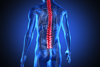 Digital illustration of human back with highlighted spine and visible gut organs, emphasizing brain-gut connection.
