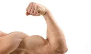 Close-up of a flexed muscular arm and bicep on a white background, fitness health concept
